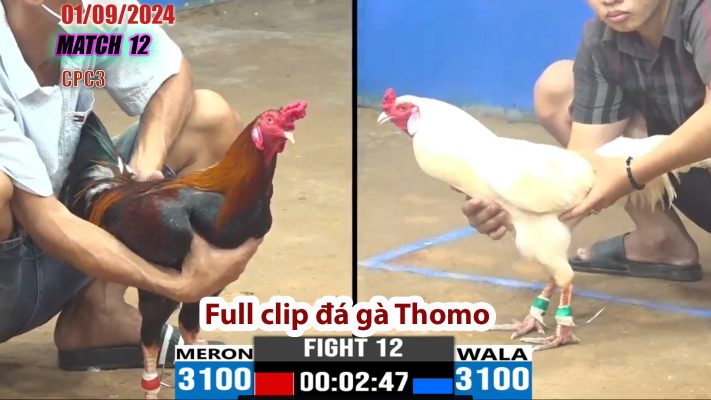 CPC3- TRẬN 12 | đá gà Thomo | 01/09/2024