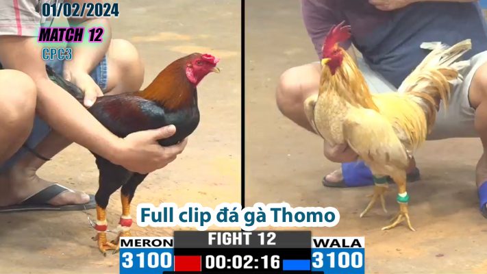 CPC3- TRẬN 12 | đá gà Thomo | 01/02/2024