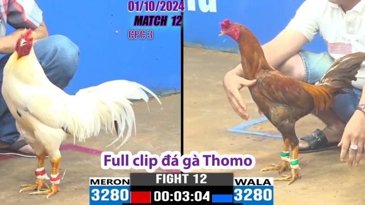 CPC3- TRẬN 12 | đá gà Thomo | 01/10/2024