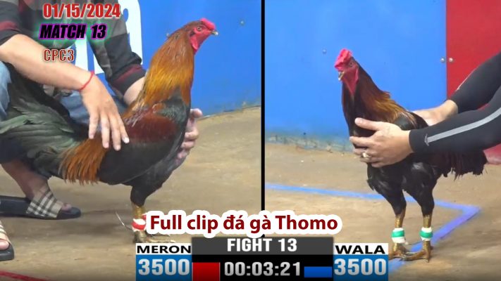 CPC3- TRẬN 13 | đá gà Thomo | 01/15/2024