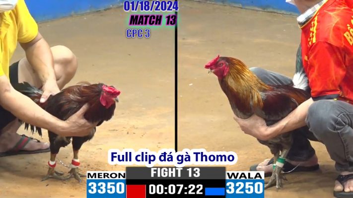 CPC3- TRẬN 13 | đá gà Thomo | 01/18/2024