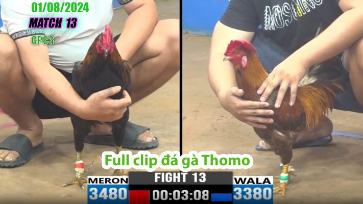 CPC3- TRẬN 13 | đá gà Thomo | 01/08/2024