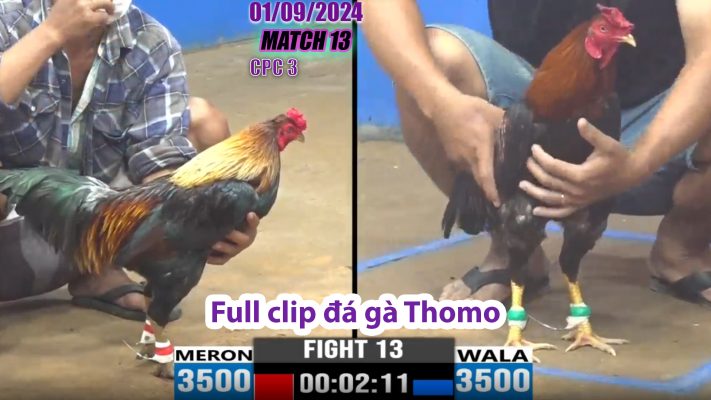 CPC3- TRẬN 13 | đá gà Thomo | 01/09/2024