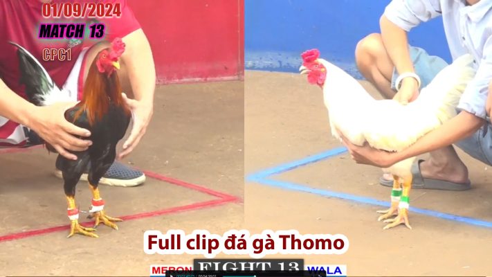 CPC1- TRẬN 13 | đá gà Thomo | 01/09/2024