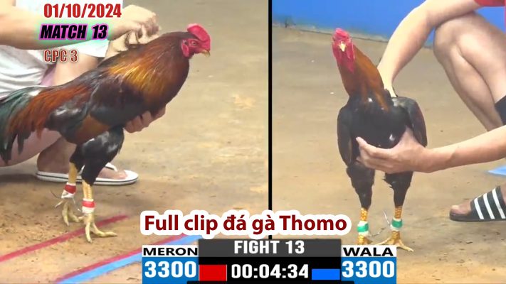 CPC3- TRẬN 13 | đá gà Thomo | 01/10/2024