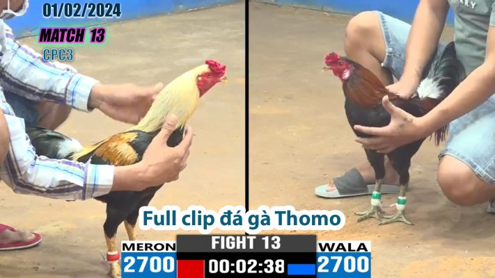 CPC3- TRẬN 13 | đá gà Thomo | 01/02/2024