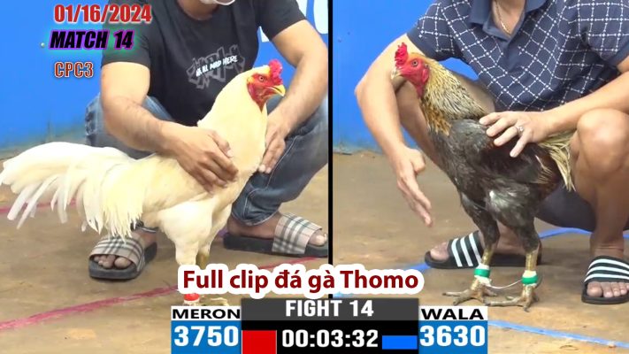 CPC3- TRẬN 14 | đá gà Thomo | 01/16/2024