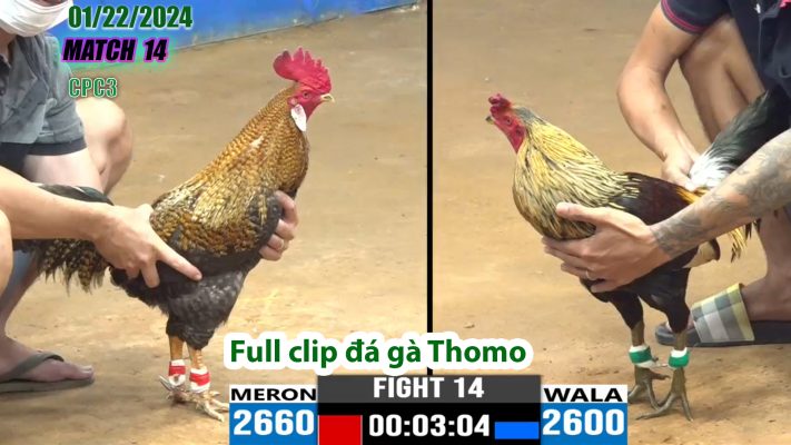 CPC3- TRẬN 14 | đá gà Thomo | 01/22/2024