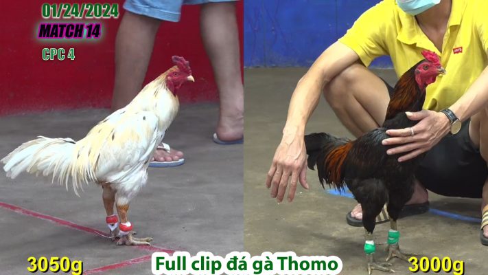 CPC4- TRẬN 14 | đá gà Thomo | 01/24/2024