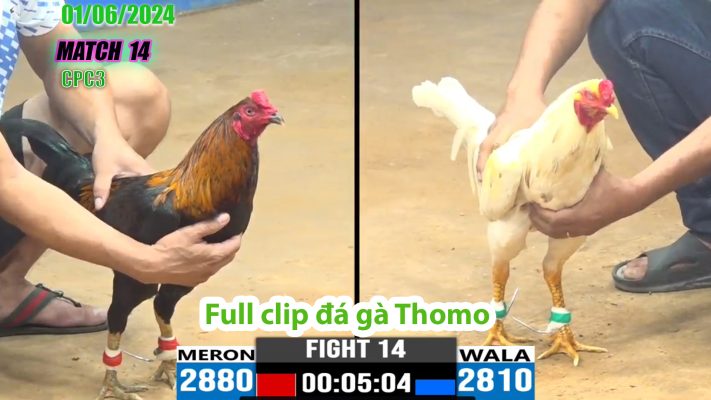 CPC3- TRẬN 14 | đá gà Thomo | 01/06/2024