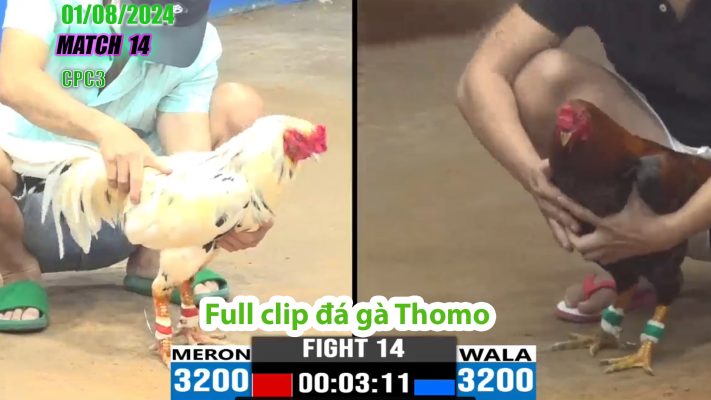 CPC3- TRẬN 14 | đá gà Thomo | 01/08/2024