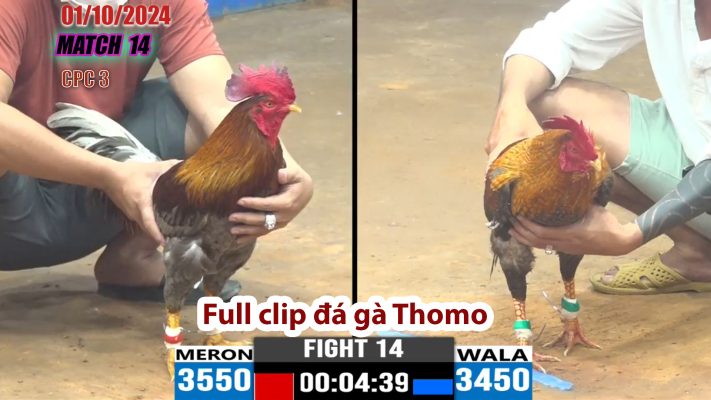 CPC3- TRẬN 14 | đá gà Thomo | 01/10/2024