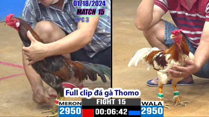 CPC3- TRẬN 15 | đá gà Thomo | 01/18/2024