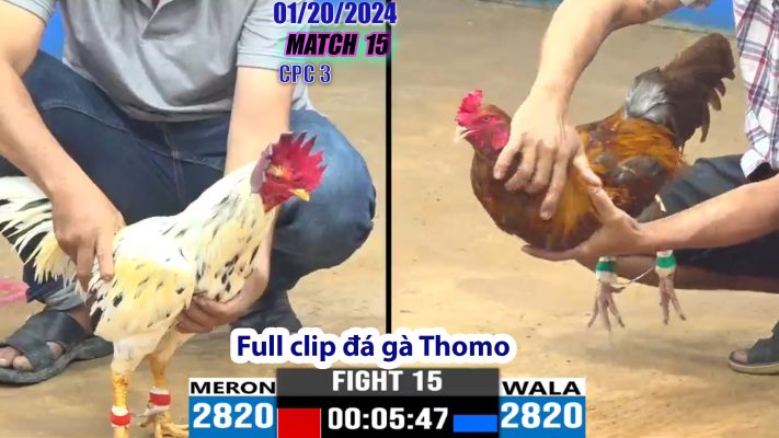 CPC3- TRẬN 15 | đá gà Thomo | 01/20/2024