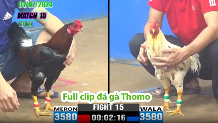 CPC3- TRẬN 15 | đá gà Thomo | 01/07/2024