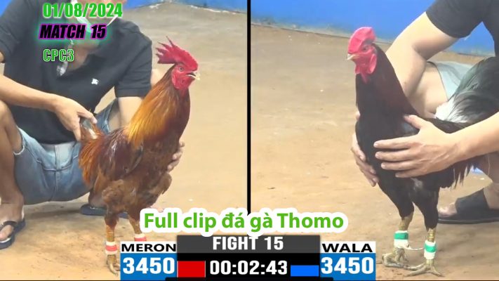 CPC3- TRẬN 15 | đá gà Thomo | 01/08/2024