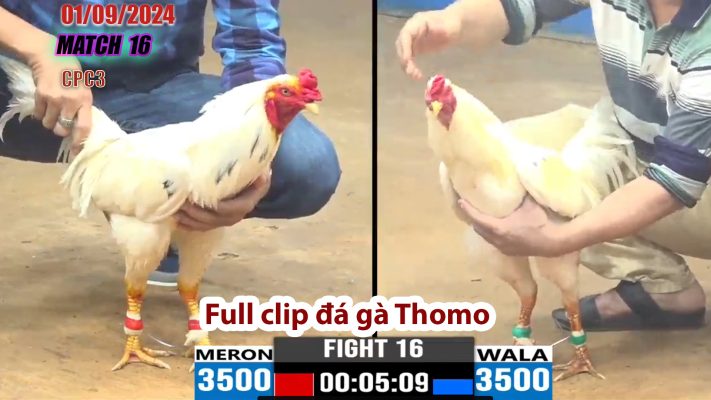 CPC3- TRẬN 16 | đá gà Thomo | 01/09/2024