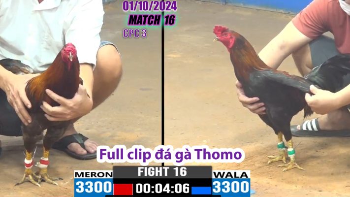 CPC3- TRẬN 16 | đá gà Thomo | 01/10/2024