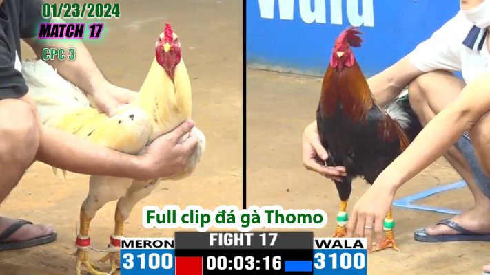 CPC3- TRẬN 17 | đá gà Thomo | 01/23/2024