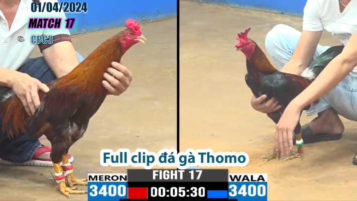 CPC3- TRẬN 17 | đá gà Thomo | 01/04/2024