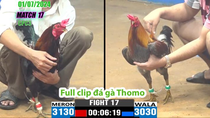 CPC3- TRẬN 17 | đá gà Thomo | 01/07/2024