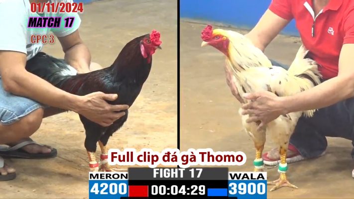 CPC3- TRẬN 17 | đá gà Thomo | 01/11/2024