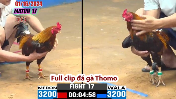 CPC3- TRẬN 17 | đá gà Thomo | 01/16/2024