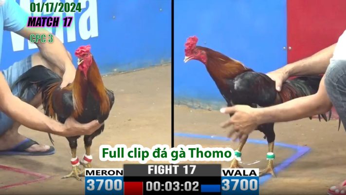 CPC3- TRẬN 17 | đá gà Thomo | 01/17/2024