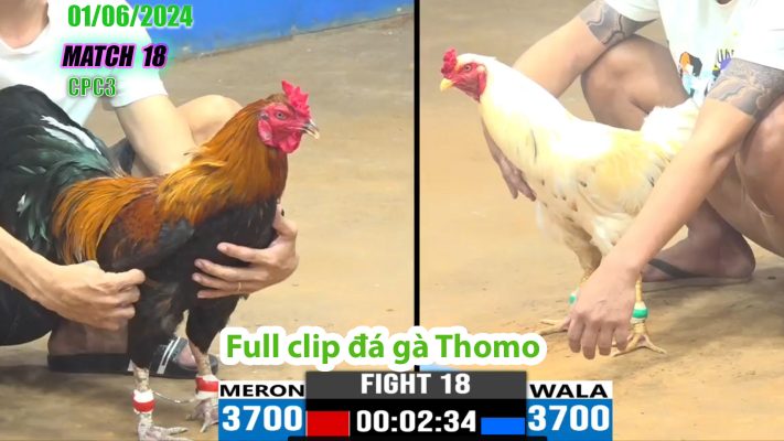 CPC3- TRẬN 18 | đá gà Thomo | 01/06/2024