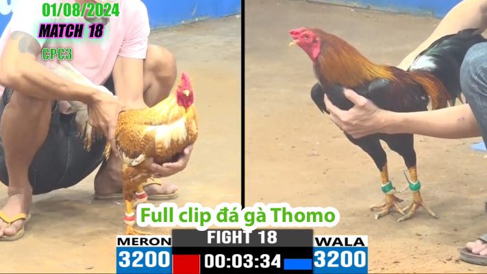 CPC3- TRẬN 18 | đá gà Thomo | 01/08/2024