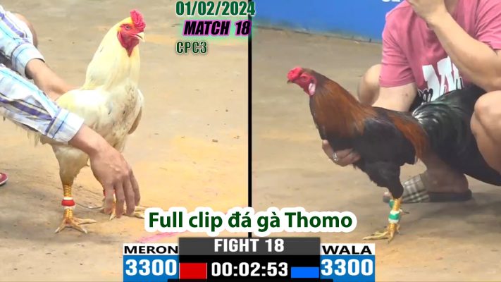 CPC3- TRẬN 18 | đá gà Thomo | 01/02/2024