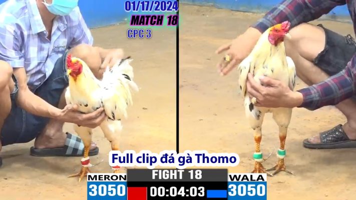 CPC3- TRẬN 18 | đá gà Thomo | 01/17/2024