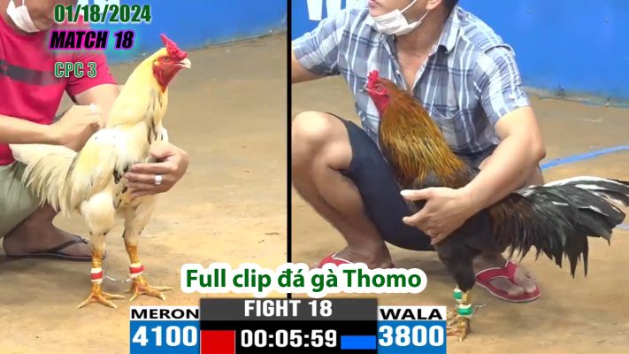 CPC3- TRẬN 18 | đá gà Thomo | 01/18/2024