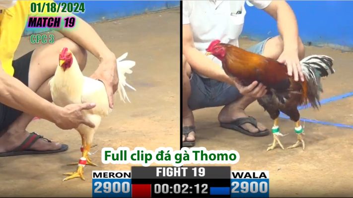 CPC3- TRẬN 19 | đá gà Thomo | 01/18/2024