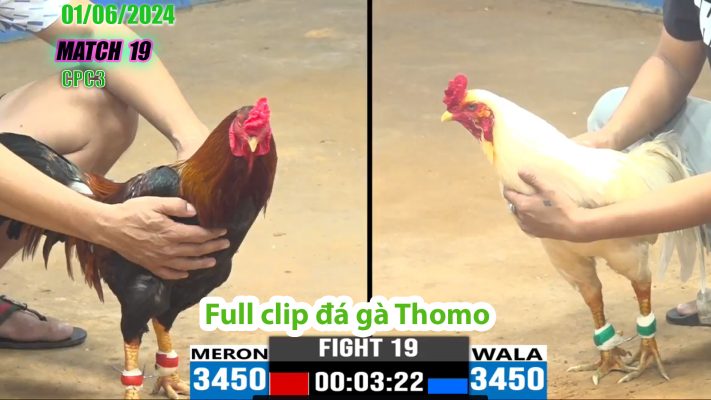 CPC3- TRẬN 19 | đá gà Thomo | 01/06/2024