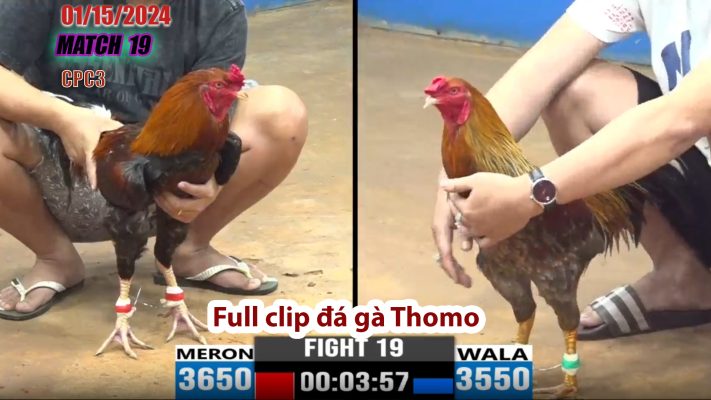 CPC3- TRẬN 19 | đá gà Thomo | 01/15/2024