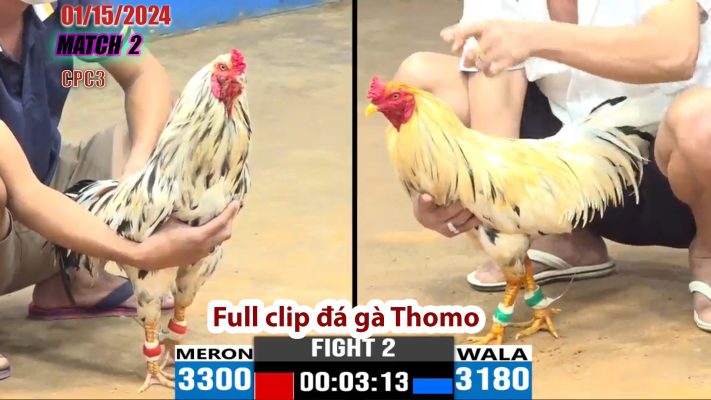 CPC3- TRẬN 2 | đá gà Thomo | 01/15/2024