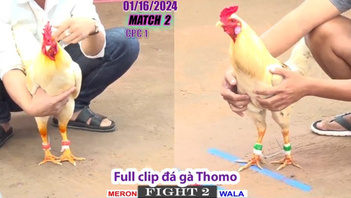 CPC1- TRẬN 2 | đá gà Thomo | 01/16/2024