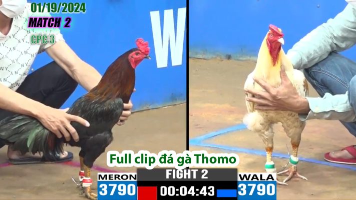 CPC3- TRẬN 2 | đá gà Thomo | 01/19/2024