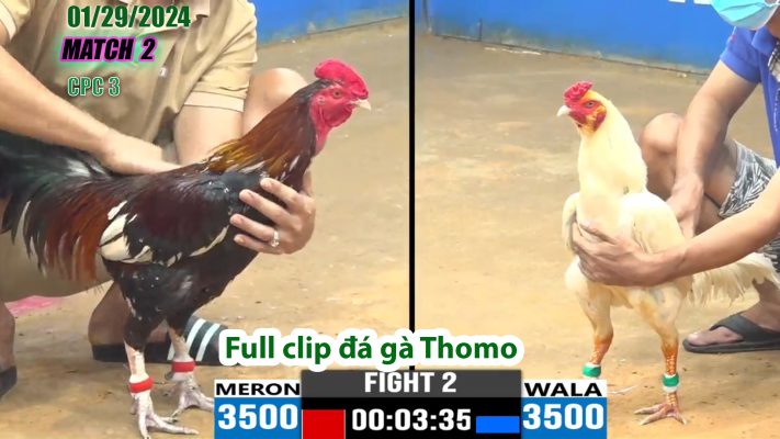 CPC3- TRẬN 2 | đá gà Thomo | 01/29/2024