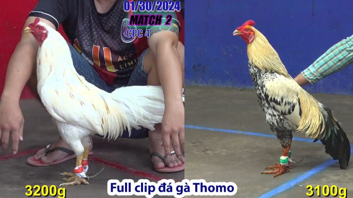 CPC4- TRẬN 2 | đá gà Thomo | 01/30/2024