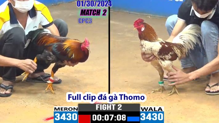 CPC3- TRẬN 2 | đá gà Thomo | 01/30/2024