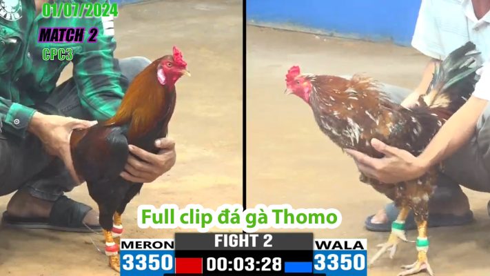 CPC3- TRẬN 2 | đá gà Thomo | 01/07/2024