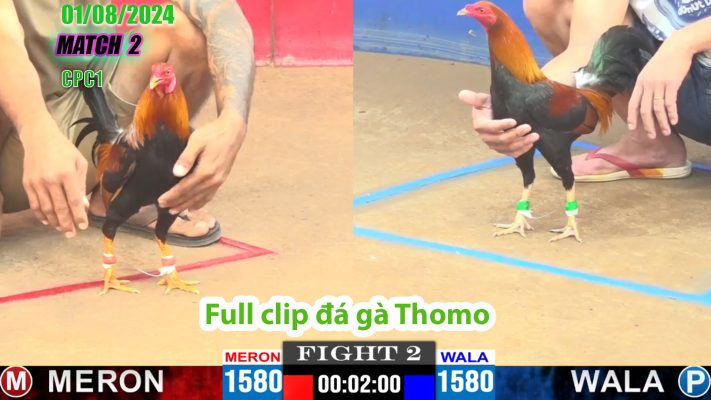 CPC1- TRẬN 2 | đá gà Thomo | 01/08/2024