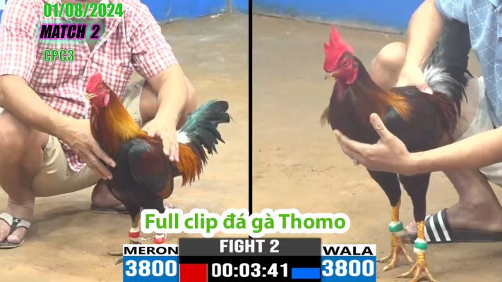 CPC3- TRẬN 2 | đá gà Thomo | 01/08/2024