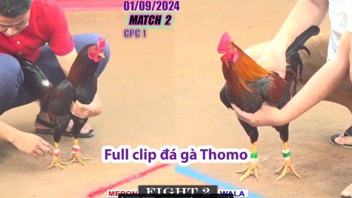 CPC1- TRẬN 2 | đá gà Thomo | 01/09/2024