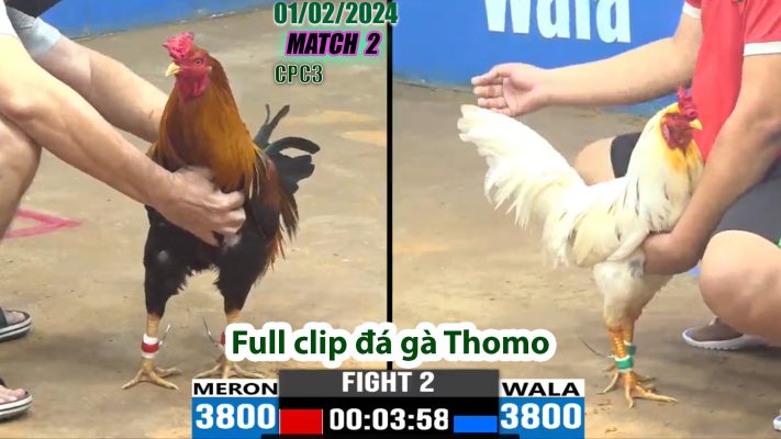 CPC3- TRẬN 2 | đá gà Thomo | 01/02/2024