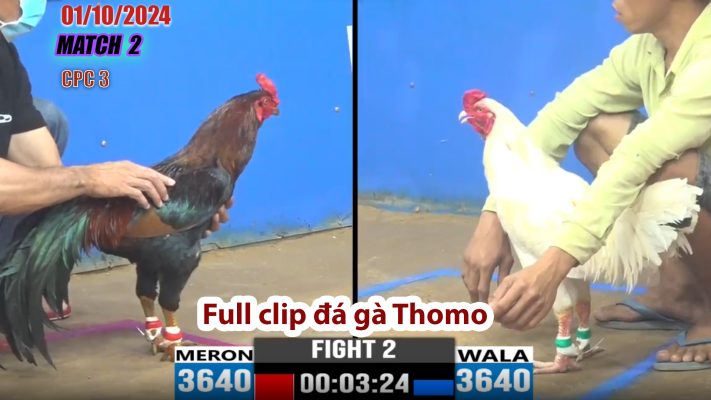 CPC3- TRẬN 2 | đá gà Thomo | 01/10/2024