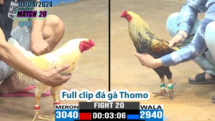 CPC3- TRẬN 20 | đá gà Thomo | 01/04/2024