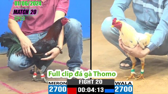 CPC3- TRẬN 20 | đá gà Thomo | 01/06/2024